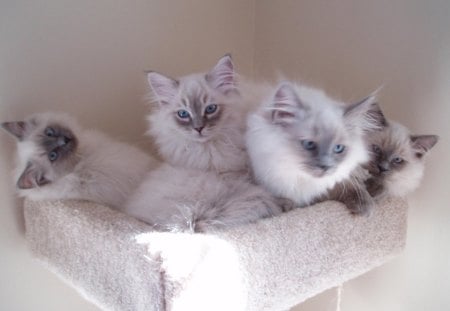 ragdoll kittens pack - animals, kittens, cats, pack