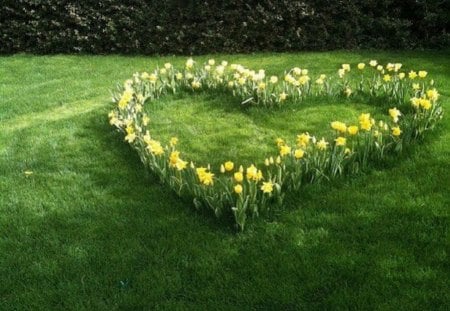 Daffodils Heart - flowers, daffodils, heart, nature