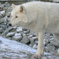 arctic wolf