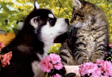 Huskie puppy and  a kitten - cannie, kitten, flowers, feline, dog