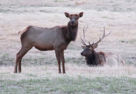 Bull and Cow - cow, elk, nature, bull