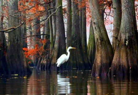 Caddo Lake ~ Texas - water, lake, crane, cypress forest