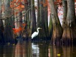 Caddo Lake ~ Texas