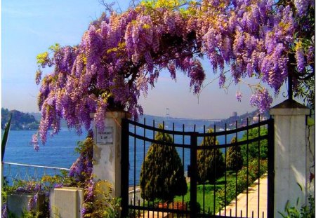 Floral entrance - flowers, trees, gate, purple, arch