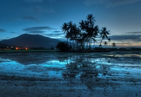 flooded fields in malaysia at dusk - palms, flooded, fields, dusk, mountain