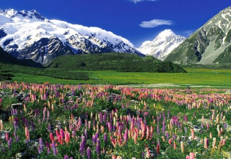 flowering meadow in spring - flowers, mountains, meadow, snow