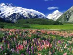 flowering meadow in spring