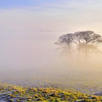 morning fog on a frosty field