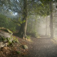 mystic forest road