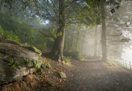 mystic forest road - forest, road, mist, fence