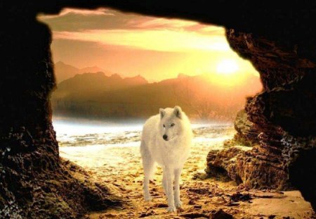 Looking For My Love - wolf, ocean, abstract, animal, cave, sunset, fantasy