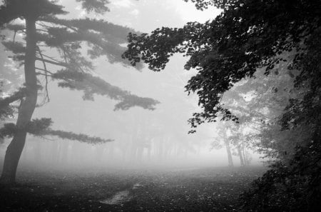 Foggy morning - 02, 2013, picture, fog, 13, natural