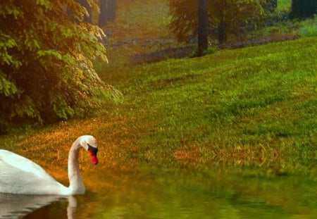 River home - river, trees, swan, swim