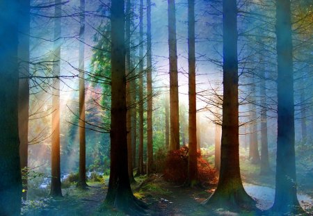 In touch with nature - woodland, trees, light, mist