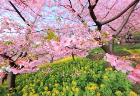 Spring in Japan - bloom, pink, captured, blossom, flowers, grass, garden, spring