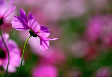 Pink cosmos - cosmos, garden, blurry, glarry, spring, grass, pink, wild