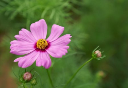 in a garden - pink, soft, delicate, greenery, summer, garden, cosmos