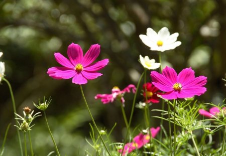 wild grass - shrub, cosmos, summer, garden, grass, wild