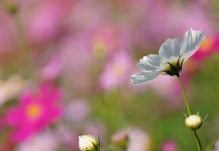 Delicate flowers - flowers, delicate, cosmos, summer, soft, flore, meadow, pink