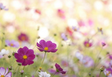 cosmos shrub - shrub, beautiful, blurry, spring, grass, meadow, wild