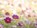 cosmos shrub