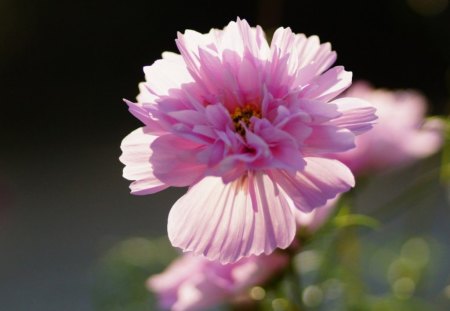 pink petals - bloom, delicate, cosmos, garden, soft, pink