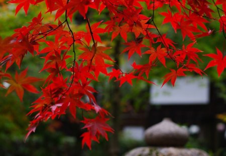 Red maples - fresh, stone, garden, red, green, maples, japanese