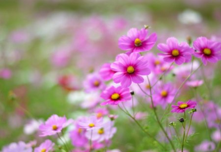 cosmos grass - nature, pink, field, blurry, glare, flowers, grass