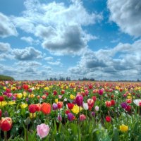 Tulips meadow