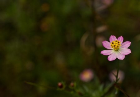 Tiny Cosmo - nature, one, flowers, garden, ground, little