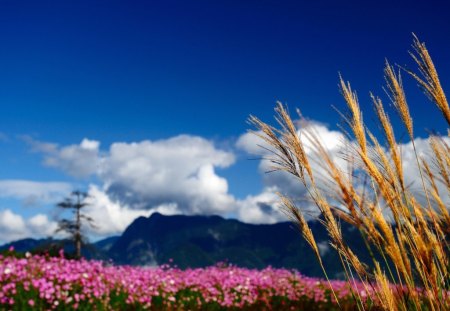 Over the mountain - cones, cloud, meadow, field, mountain, sky