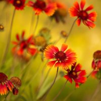 Orange daisies