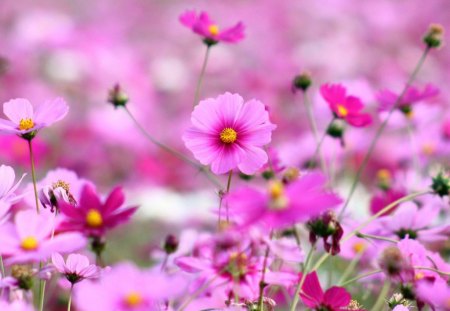 Pinky field - pretty, nature, cosmos, summer, garden, grass, field, pink