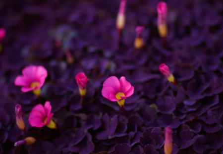 Purple pink flowers - pretty, nature, purple, grass, lilacs, pink