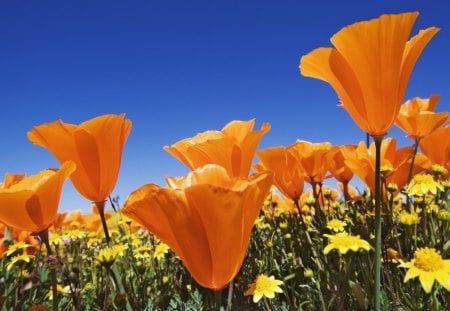 * Field and the sky * - nature, sky, petals, beautiful, flowers, field