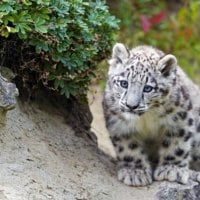 Snow leopard