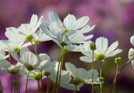 pretty white cosmos - pretty, shrub, white, nature, cosmos, garden, petals