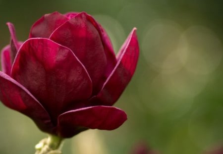 Scarlet Magnolia - nature, pretty, plant, unusual, green, magnolia, spring, scarlet