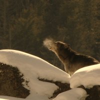 Winter Howl