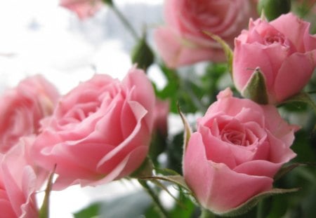 Beauty Nature - roses, delicate, pink roses, beauty, love, pink, nature, soft, pastel