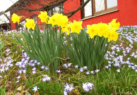 â™¥ Daffodils â™¥ - nature, yellow, sun, easter, daffodils, flowers, spring