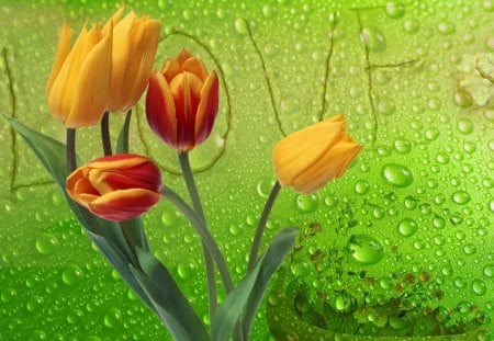 Love - drops, spring, love, flowers, tulips, Valentines Day, Valentine, rain drops, Valentines