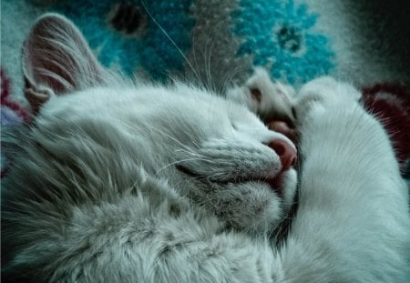 Cat - sleepy, cute, beautiful, cat, sleeping, kitty, cats, hat, cat face, paws, face, animals, pretty, beauty, sweet, kitten, lovely