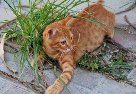 Cat - pretty, cat face, sleepy, paws, kitten, cats, face, sleeping, hat, beautiful, beauty, lovely, sweet, cat, cute, animals, kitty