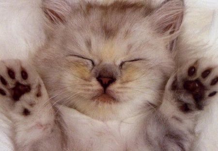 Cat - sleepy, cute, beautiful, cat, sleeping, kitty, cats, hat, cat face, paws, face, animals, pretty, beauty, sweet, kitten, lovely