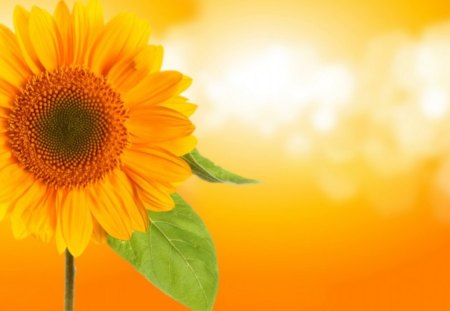 Sunflower - sunflower, orange, flower, bright colors