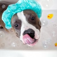 Dog bath