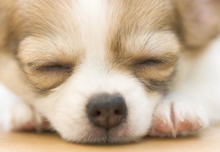 Sleepy dog - face, pretty, playful dog, cute, animals, beauty, beautiful, sweet, puppy, bubbles, playful, dogs, puppies, pay, lovely, dog face