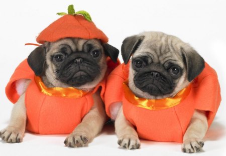 Halloween dogs - face, pretty, playful dog, cute, animals, beauty, beautiful, sweet, puppy, bubbles, playful, dogs, puppies, pay, lovely, dog face