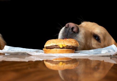 That alone is a sandwich ... - face, pretty, playful dog, cute, animals, beauty, beautiful, sweet, puppy, bubbles, playful, dogs, puppies, pay, lovely, dog face